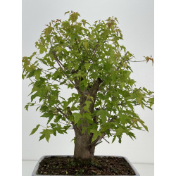 Acer ginnala I-8493 view 4