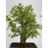 Acer ginnala I-8493 view 4