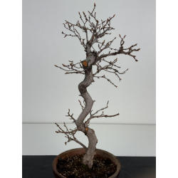 Carpinus coreana I-8494 view 2