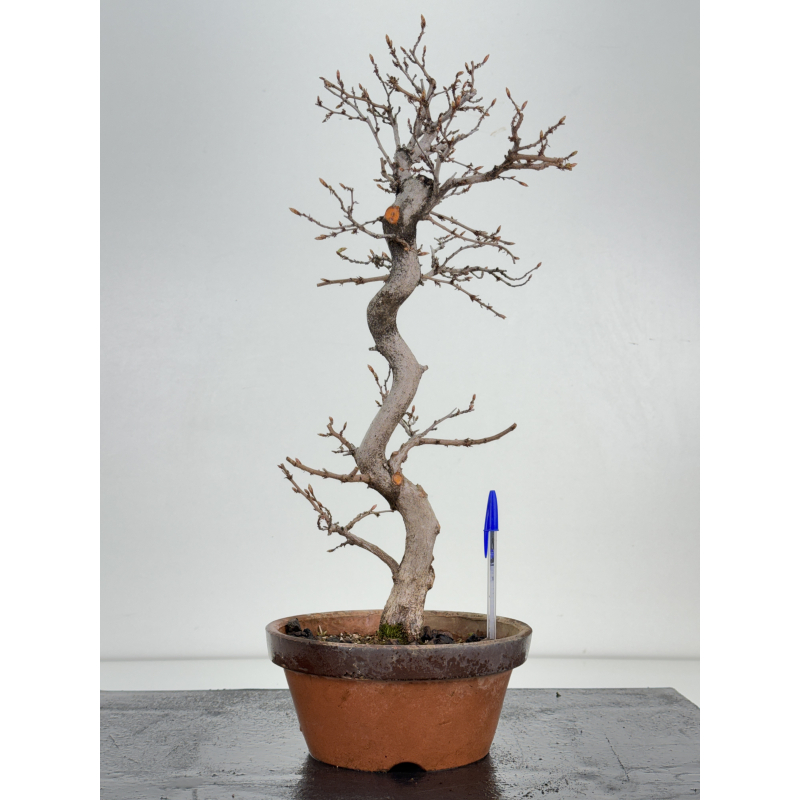 Carpinus coreana -carpe coreano- I-8494