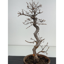 Carpinus coreana -carpe coreano- I-8494 vista 3