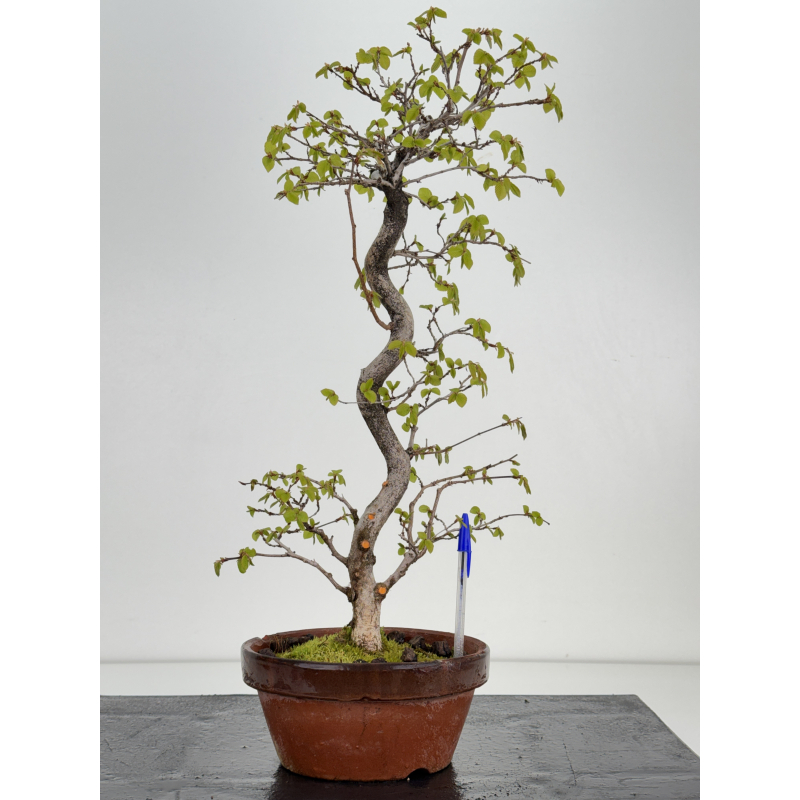Carpinus coreana -carpe coreano- I-8495