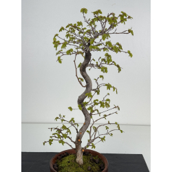 Carpinus coreana I-8495 view 2