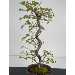 Carpinus coreana -carpe coreano- I-8495 vista 3