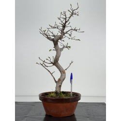 Carpinus coreana I-8496