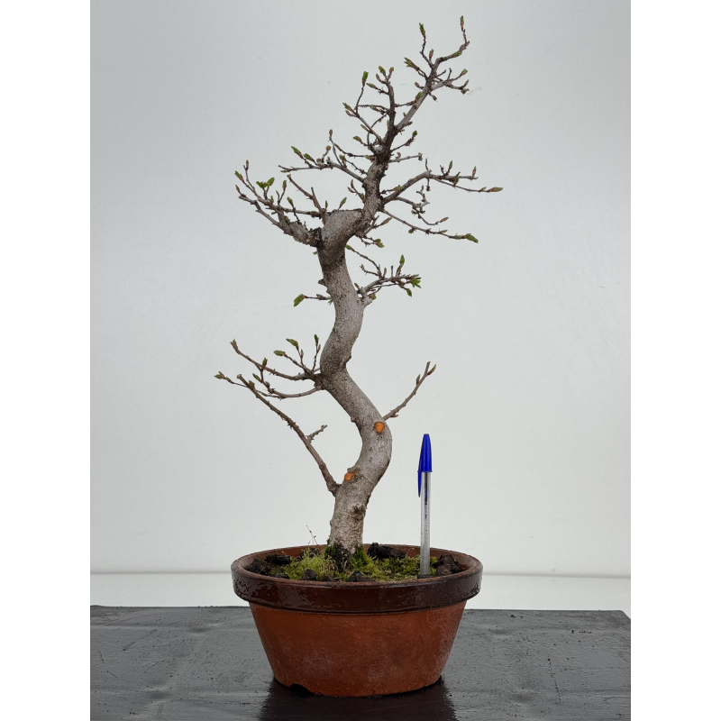 Carpinus coreana -carpe coreano- I-8496