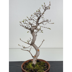 Carpinus coreana -carpe coreano- I-8496 vista 2