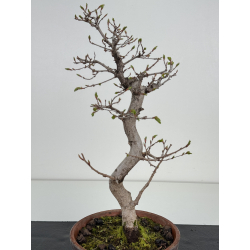 Carpinus coreana I-8496 view 3