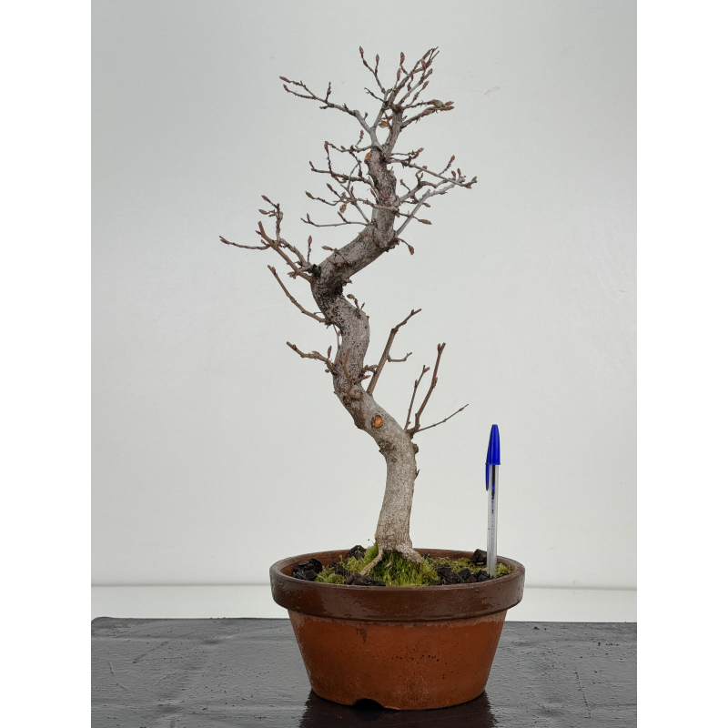 Carpinus coreana -carpe coreano- I-8497