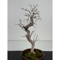 Carpinus coreana I-8497 view 2