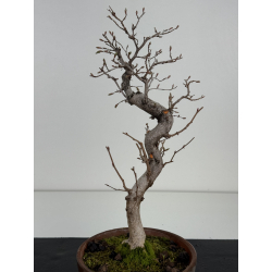 Carpinus coreana -carpe coreano- I-8497 vista 3