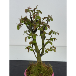 Pseudocydonia sinensis I-8499 view 2