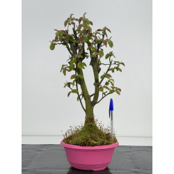 Pseudocydonia sinensis I-8499