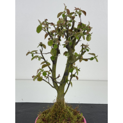 Pseudocydonia sinensis I-8499 view 3