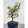 Pyracantha I-8500
