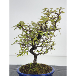 Pyracantha I-8500 view 2