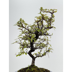 Pyracantha I-8500 view 3