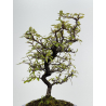 Pyracantha I-8500 view 3