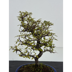 Pyracantha I-8500 view 4