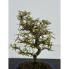Pyracantha I-8500 view 4
