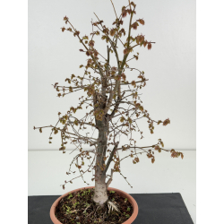 Zelkova serrata I-8501 view 2