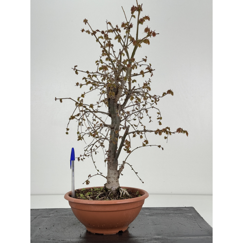 Zelkova serrata I-8501