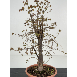 Zelkova serrata I-8501 view 3