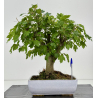 Acer ginnala I-8502