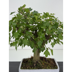 Acer ginnala I-8502 vista 2