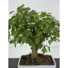 Acer ginnala I-8502 view 2