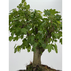 Acer ginnala I-8502 vista 3