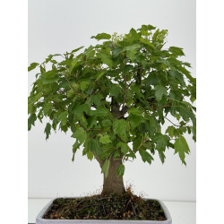 Acer ginnala I-8502 vista 4