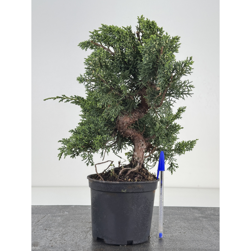 Juniperus chinensis kishu I-8503