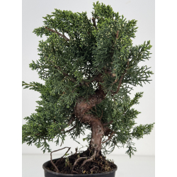 Juniperus chinensis kishu I-8503 view 2