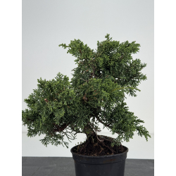 Juniperus chinensis kishu I-8503 view 3