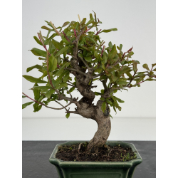 Punica granatum -granado- nejikan I-8504 vista 2