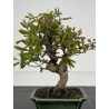 Punica granatum nejikan I-8504 view 2