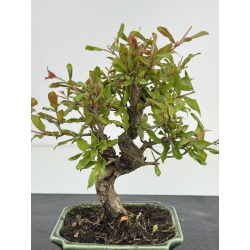 Punica granatum -granado- nejikan I-8504 vista 3