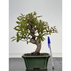 Punica granatum -granado- nejikan I-8504