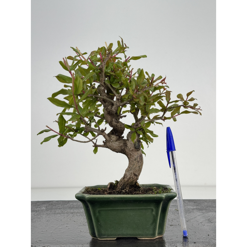 Punica granatum nejikan I-8504