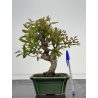 Punica granatum -granado- nejikan I-8504
