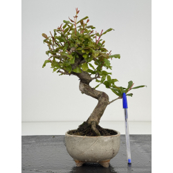 Punica granatum -granado- nejikan I-8505