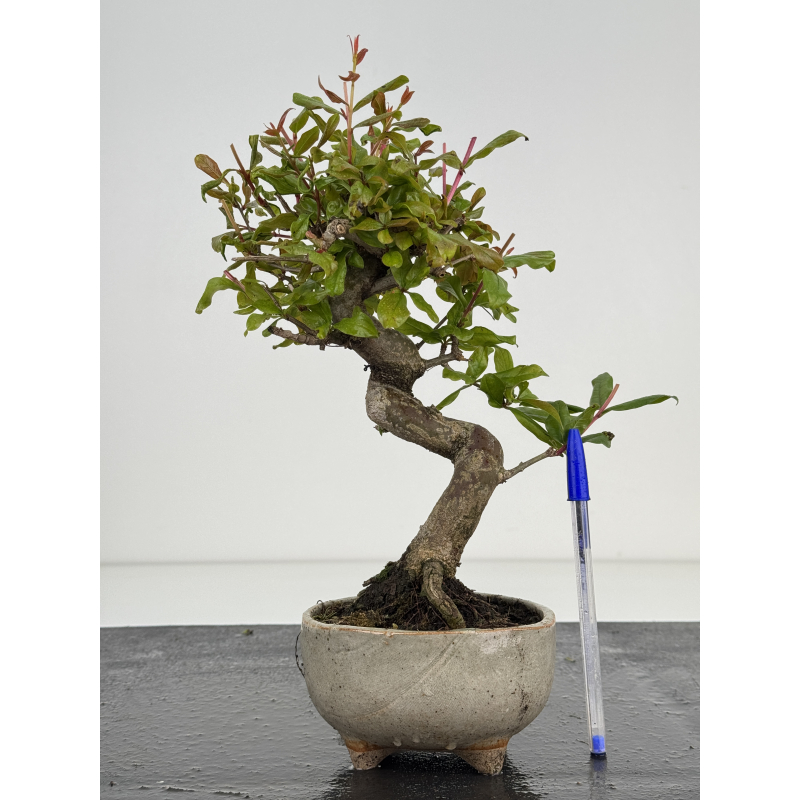 Punica granatum nejikan I-8505