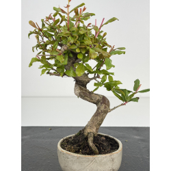 Punica granatum nejikan I-8505 view 2