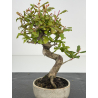 Punica granatum -granado- nejikan I-8505 vista 2