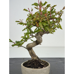 Punica granatum -granado- nejikan I-8505 vista 3