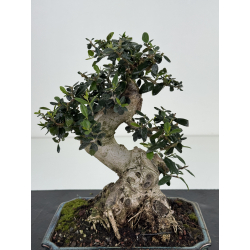 Olea europaea sylvestris I-8506 view 2