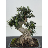 Olea europaea sylvestris I-8506 view 2