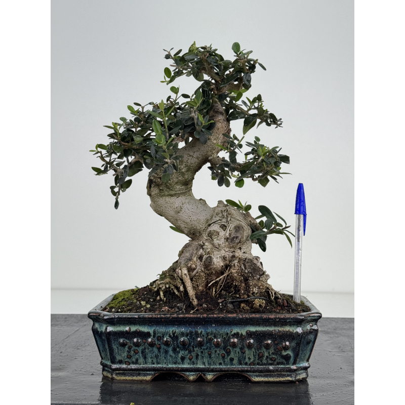 Olea europaea sylvestris I-8506