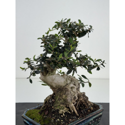 Olea europaea sylvestris I-8506 view 3